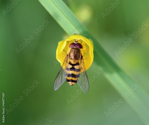 marmalade hoverfly (Episyrphus balteatus)