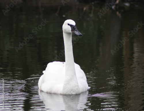 The trumpeter swan (Cygnus buccinator)