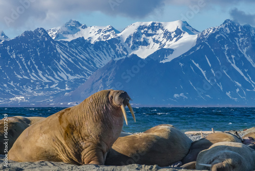 Walrus Bull - Svalbard
