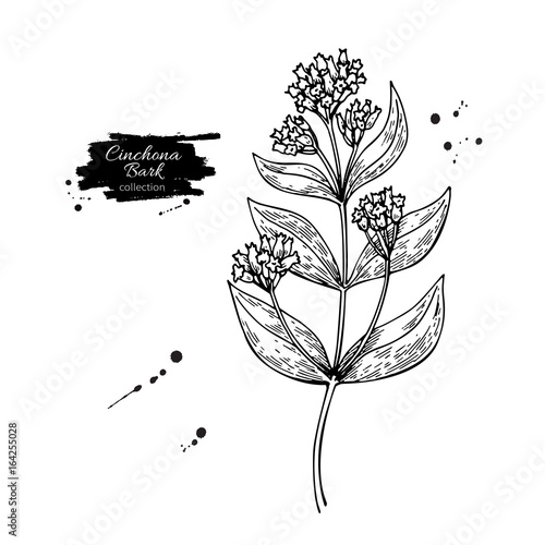 Cinchona quinine vector drawing. Isolated medical flower and leaves. Herbal engraved style illustration.