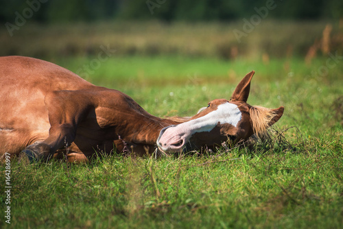 Red horse sleeping on the grass in summer