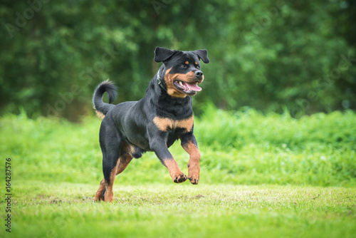 Happy rottweiler dog running in the yard