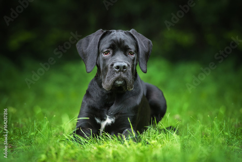 Cane corso puppy in summer