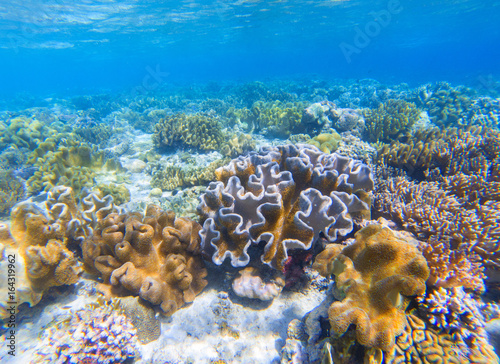 Underwater landscape with coral reef. Coral undersea photo. Seashore view.