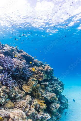 Clear Blue Water and Colorful Coral Reef