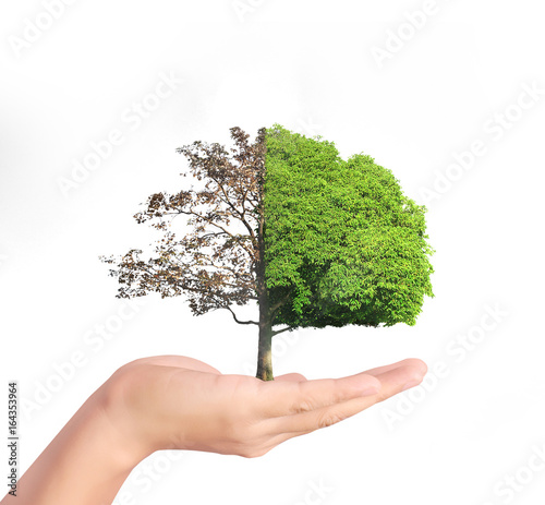 human hands holding tree sprout