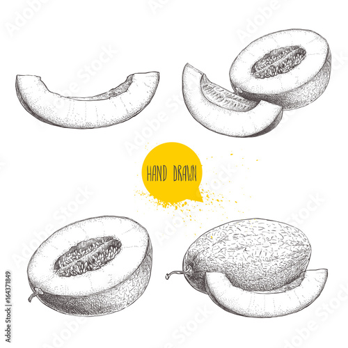Hand drawn sketch style illustration set of ripe melons and melon slices. Eco food vector illustrations isolated on white background.