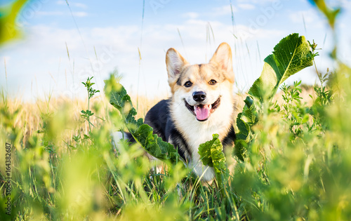 Happy and active purebred Welsh Corgi dog outdoors in the flowers on a sunny summer day.
