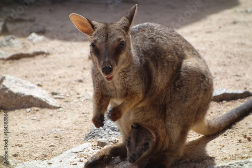 Kangaroo wallaby with a baby joey in the pocket