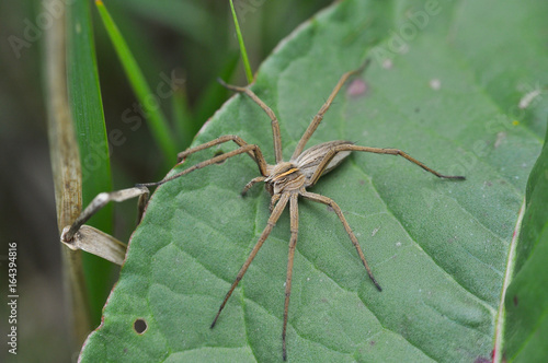 Wolf spider ready for attack in grass. Wolf spider hunting in the wild