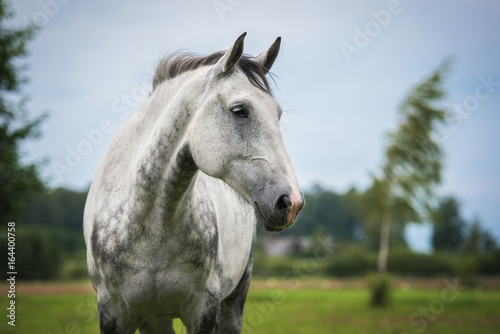 Portrait of white horse