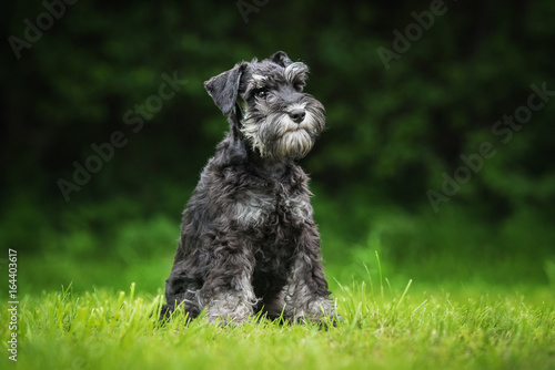 Miniature schnauzer puppy