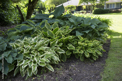 Featured View, Hosta Plant Mix, Green, White, Blue, and Yellow Foliage, Soil Ground, Out of Focus Lawn /House Background, Daytime