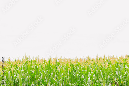 The soft focus of corn, Indian corn, Maize ,Zea mays, Poaceae,Gramineae,plant field with the white sky and copy space background.