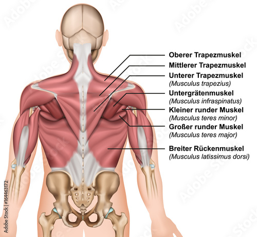 Anatomie der Rückenmuskeln mit Beschreibung deutsch / latain