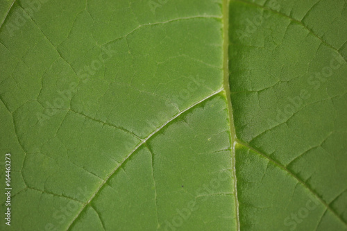 liść detal - katalpa