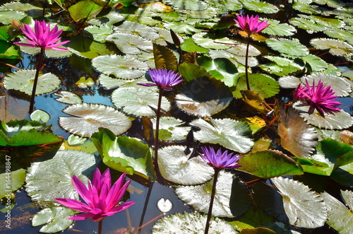 Nymphaea, pink waterlily,