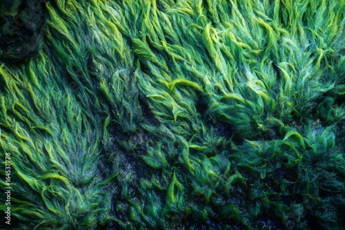 Green algae covered granite boulder in a riverbed. Background and texture. Swamp algae.