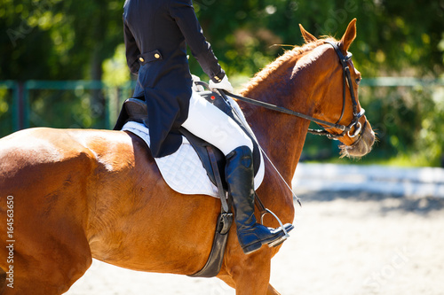Close up image of sorrel horse with rider at dressage equestrian sports competitions. Details of equestrian equipment