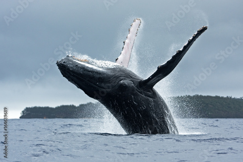 humpback whale, megaptera novaeangliae, Tonga, Vava'u island