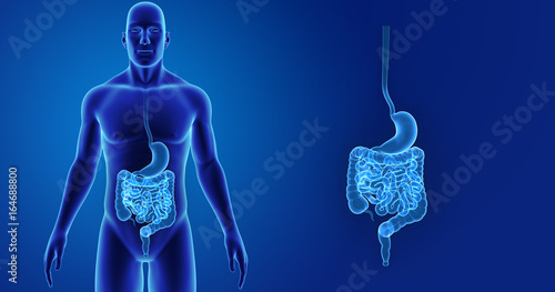 Stomach and intestine zoom with body anterior view