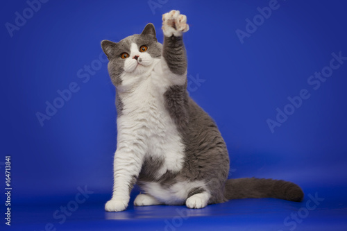 A fat, handsome British cat waving his paw on a studio blue background.