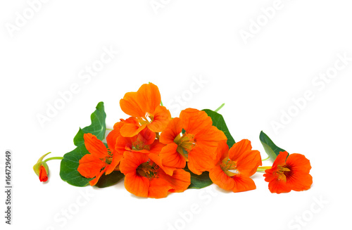Flowers and leaves of nasturtium (Tropaeolum) on white background with space for text