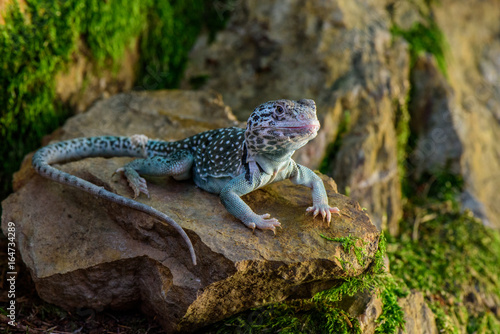 Portrait of Gecko on a rock