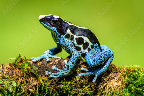 Blue frog in tropic nature