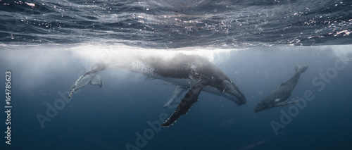 Whale Kiss - Mother & Calf - Tonga