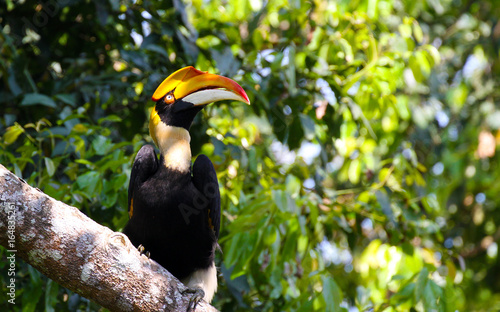 The great indian hornbill