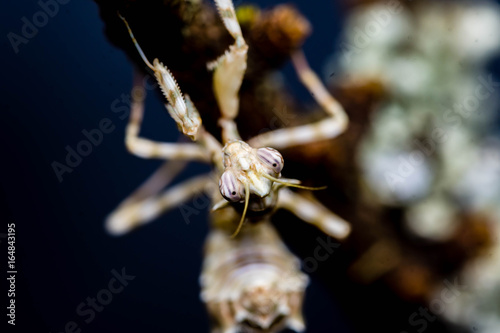 Thistle Mantis (Blepharopsis Mendica)