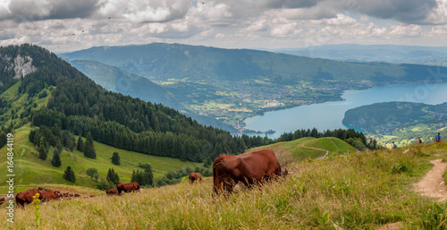 Vaches en alpage