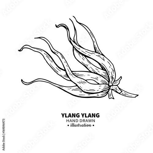 Ylang ylang vector drawing. Isolated vintage illustration of me