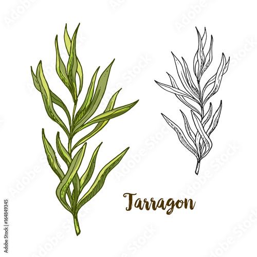 Full color realistic sketch illustration of tarragon