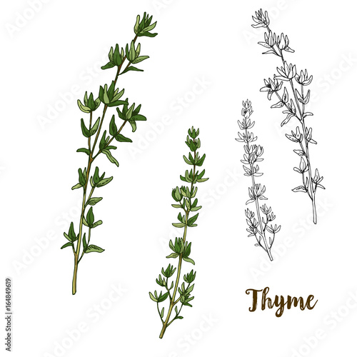 Full color realistic sketch illustration of thyme