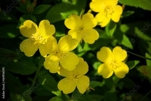 Evening Primrose (Oenothera fruticosa) flowers