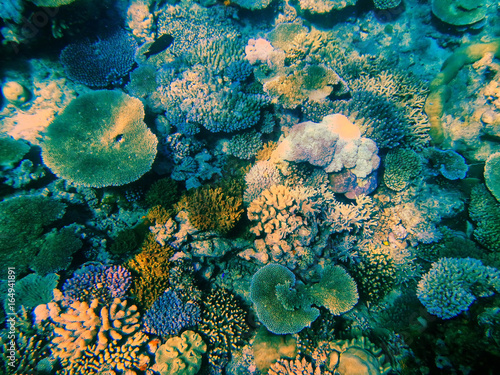 Coral reef in Somosomo Strait off the coast of Taveuni Island, Fiji