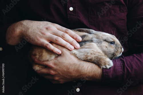 adorable lopsided bunny in hands. cute pet rabbit being cuddled by his owner. concept for animal love. love your pet. don't buy animals, adopt them.