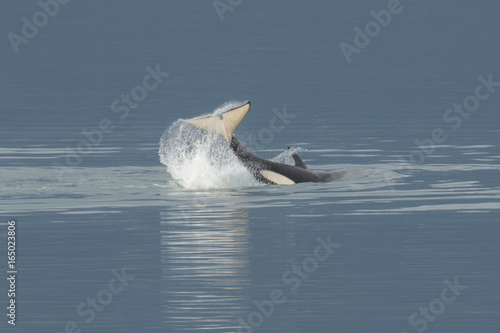 Orca tail lobbing