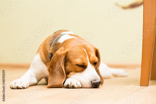 Dog beagle breed at the age of 2 years old, the female sleeps on the floor with her head on her paw