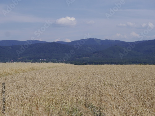 łany zboża w górskim krajobrazie