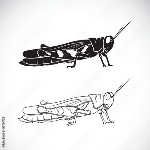Vector of grasshopper on white background. Insect Animal.