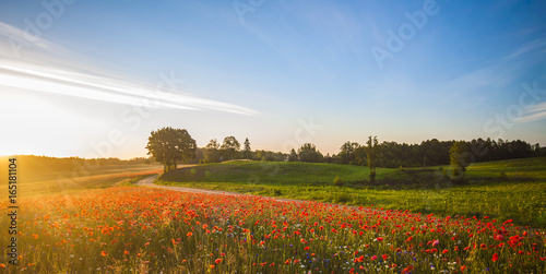 Red Wild poppies in the meadow at sunset, amazing background photo. To jest Polska – Mazury