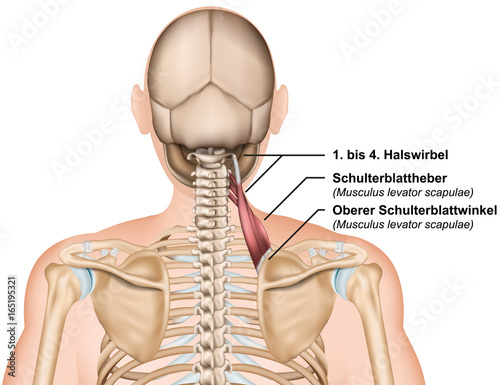 Anatomie Musculus levator scapulae