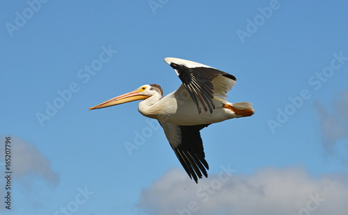 American white pelican in flight Pelecanus erythrorhynchos