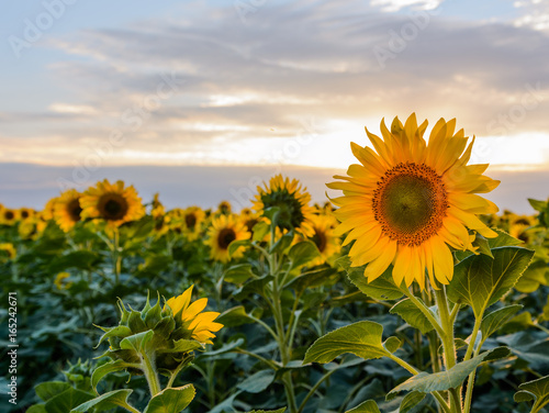 Sunflowers in the fields during sunset