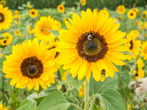 Sonnenblumenfeld im Sommer