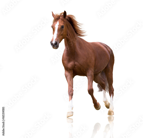 biegnie czerwony koń z trzema białymi nogami i białą linią na twarzy na białym tle