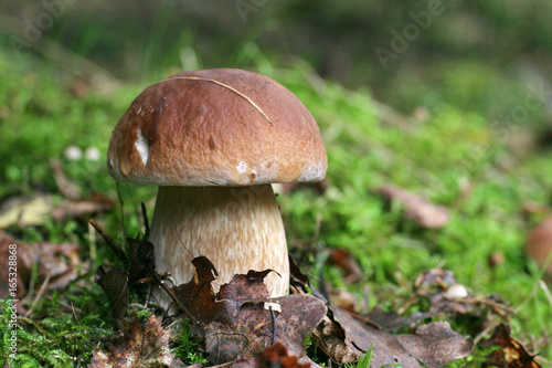 Dumny król grzybów Borowik grzybowy stojący wśród liści i mchu